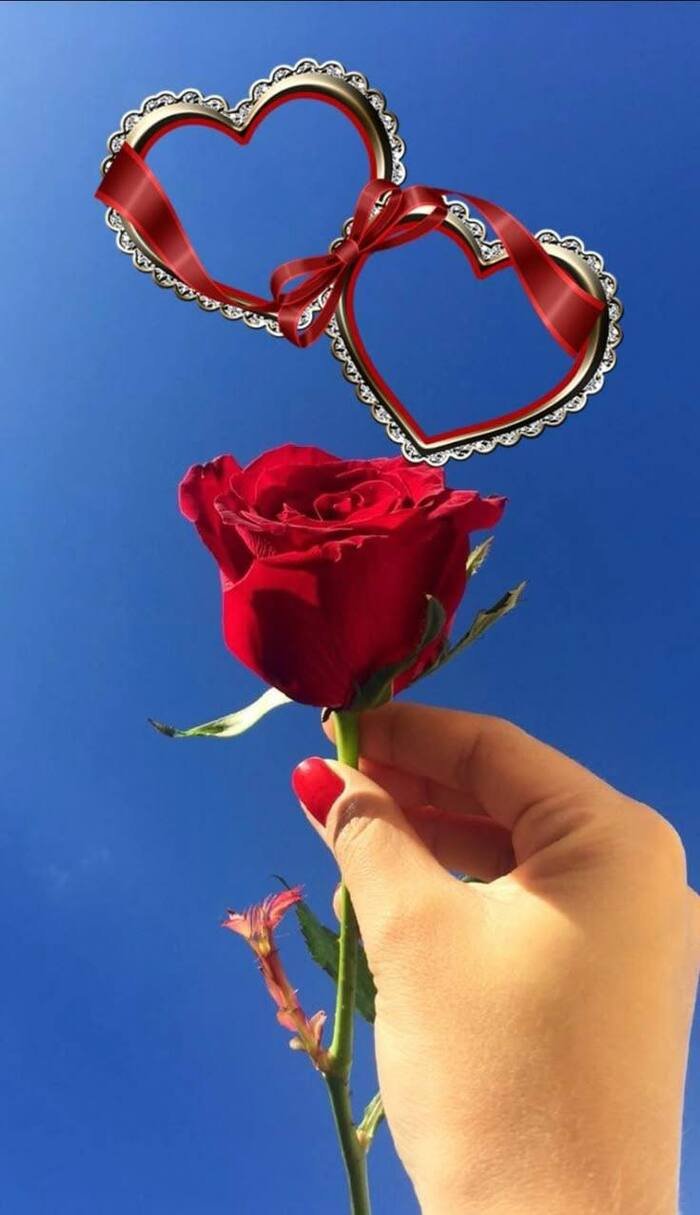 aethetic love rose image pinterest hot full hd