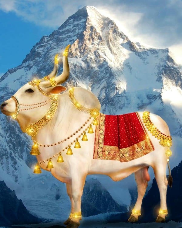 nandi bull spiritual vibe images